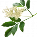 elderflower